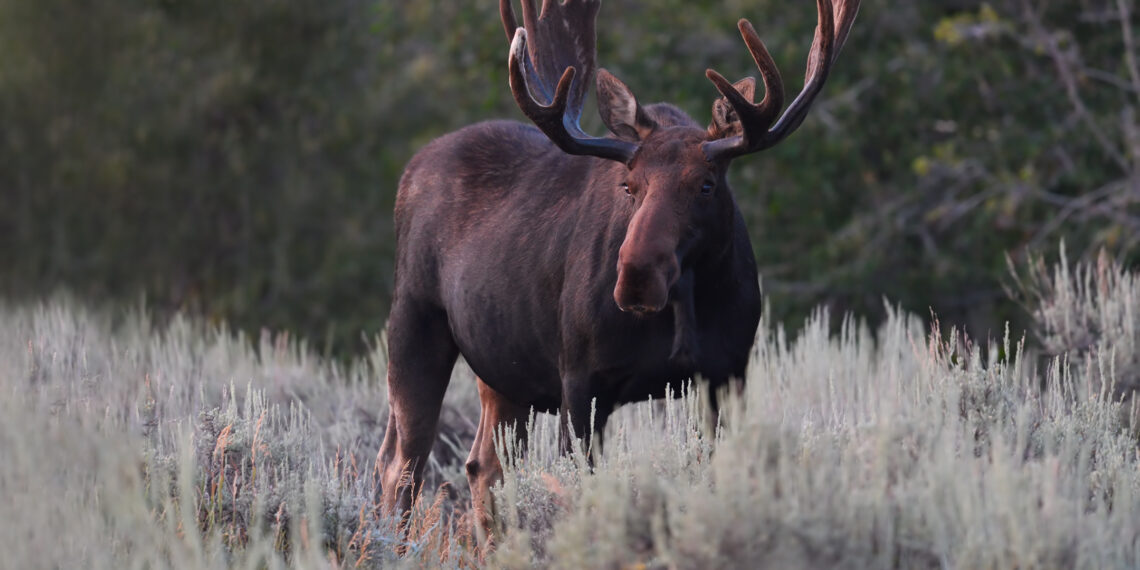 Greater Yellowstone Ecosystem study examines large mammals’ responses to heat