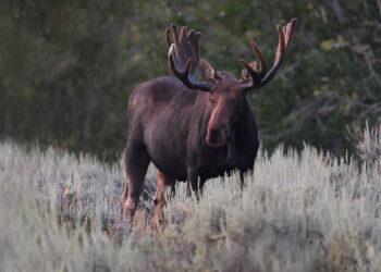 Greater Yellowstone Ecosystem study examines large mammals’ responses to heat