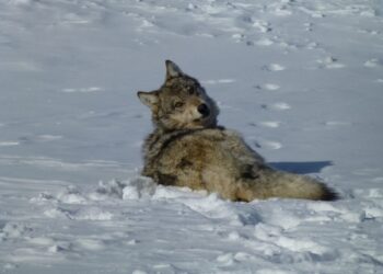 Opposing lawsuits take aim at FWP wolf hunting regulations