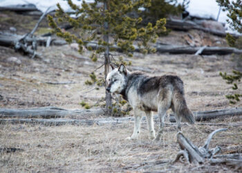 Dispatches from the Wild: Montana’s record high wolf quota