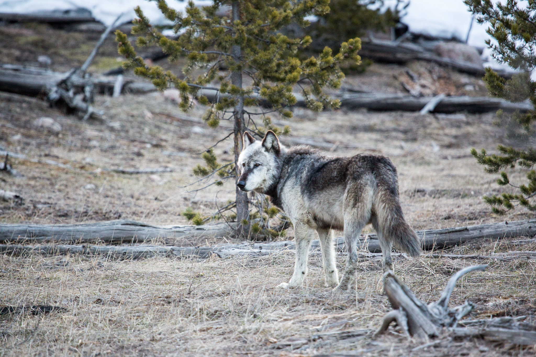 Dispatches from the Wild: Montana’s record high wolf quota 
