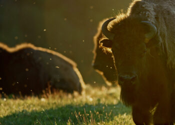 ‘Bring Them Home’ film returns for second Big Sky screening