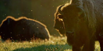 ‘Bring Them Home’ film returns for second Big Sky screening