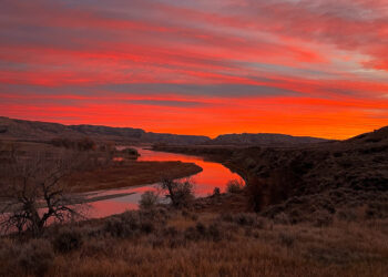 Dispatches from the Wild: Bluetongue strikes Montana’s deer population 