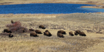 Between summer and snow: Yellowstone’s shoulder season