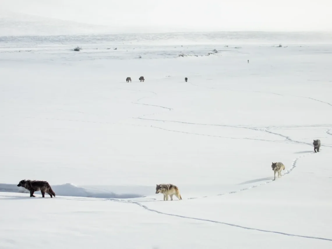 What happens when wolves leave Yellowstone