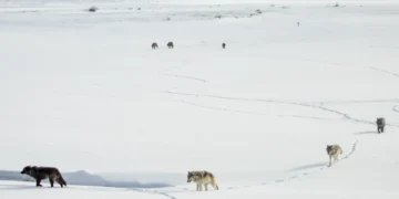What happens when wolves leave Yellowstone