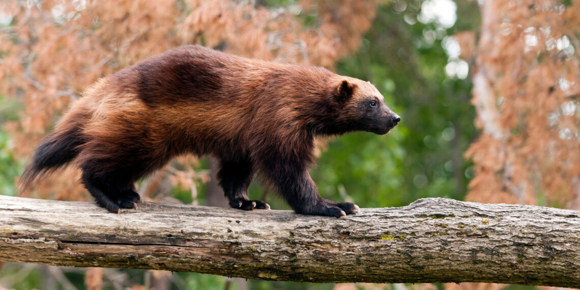 Dispatches from the Wild: Attacks to the Endangered Species Act 