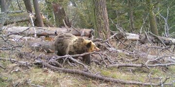 Dispatches from the Wild: Bangtail grizzly represents the species’ territory expansion  
