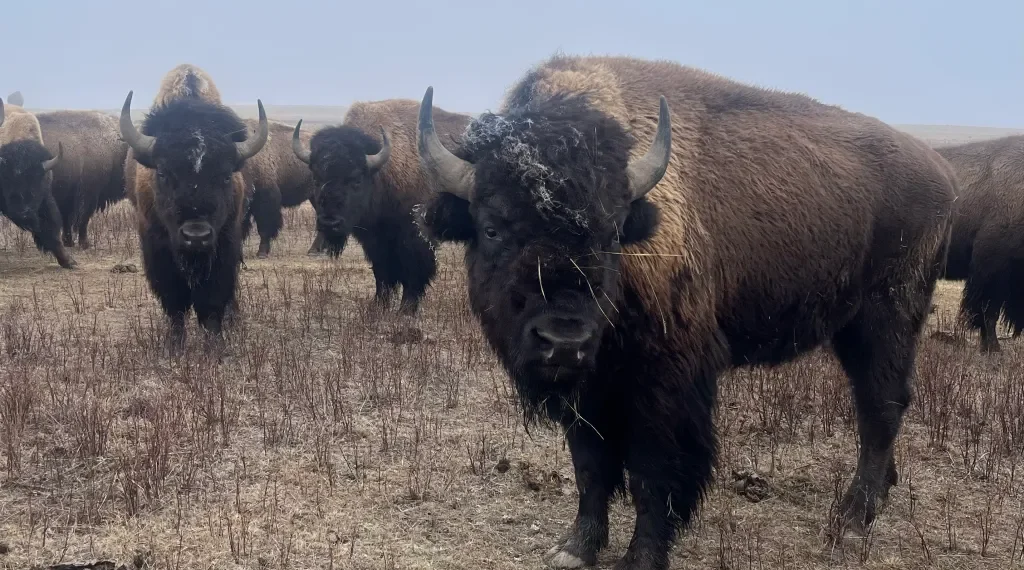 Fort Peck’s vision for ‘endless’ buffalo prairie