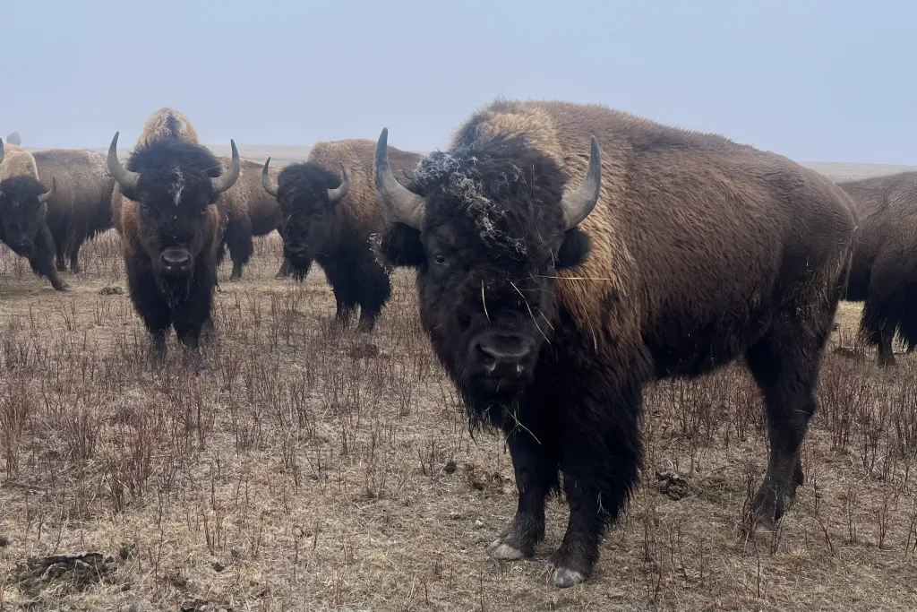 Fort Peck’s vision for ‘endless’ buffalo prairie