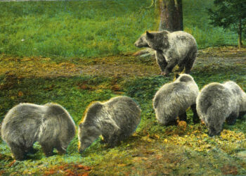 Federal judge strikes down logging project near Yellowstone National Park