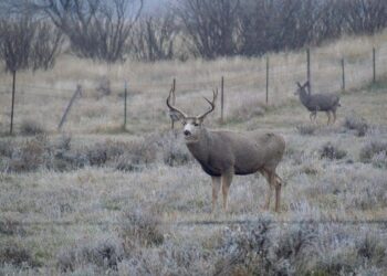 Fish and Wildlife Commission votes to reduce nonresident deer licenses