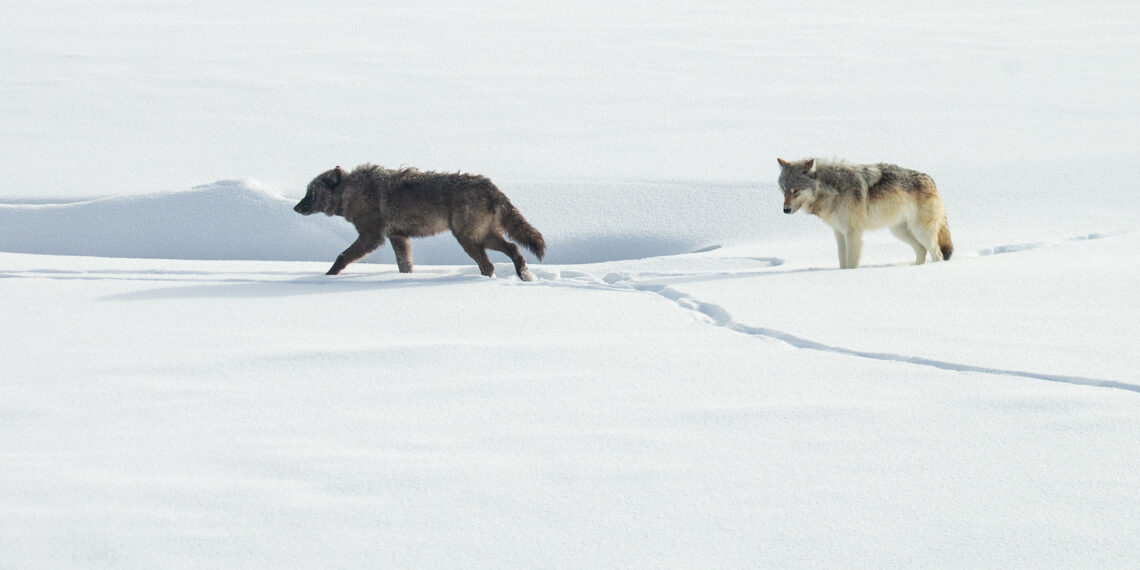 Dispatches from the Wild: The wolf wars aren’t as polarized as you think  