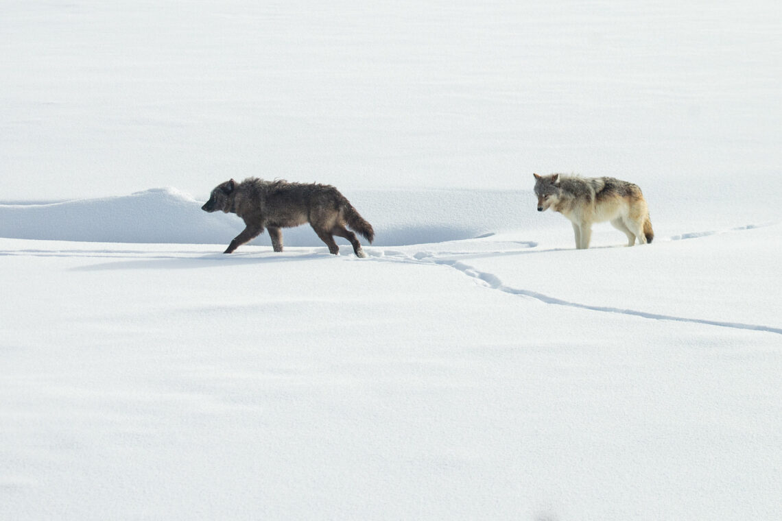 Dispatches from the Wild: The wolf wars aren’t as polarized as you think  