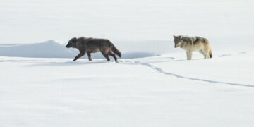 Dispatches from the Wild: The wolf wars aren’t as polarized as you think  