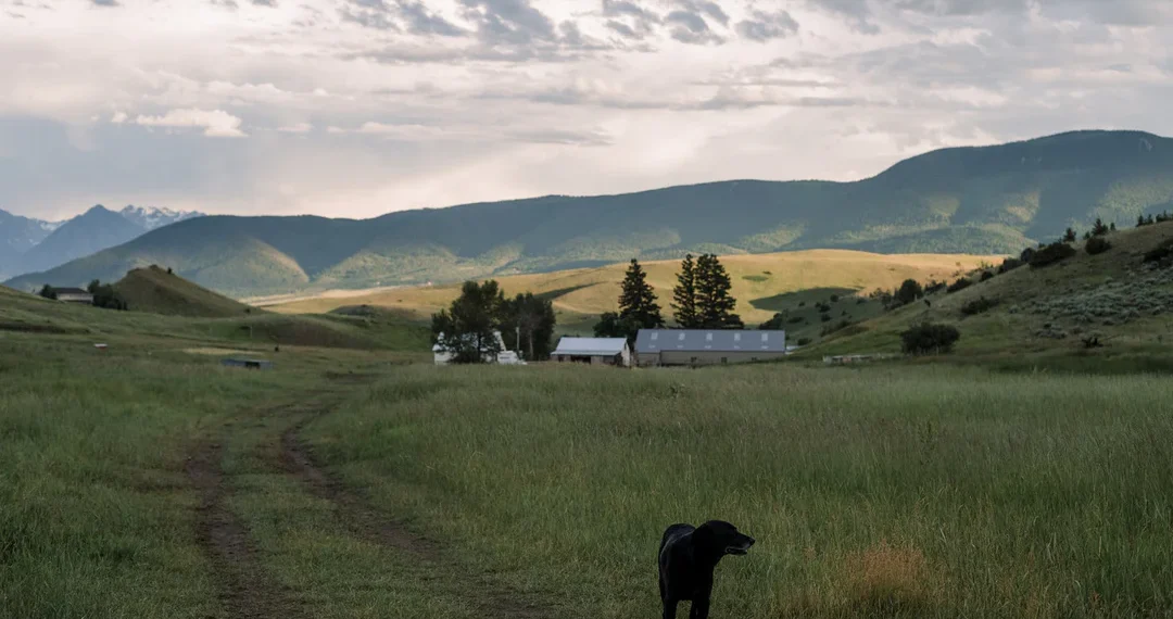 Black Dog Farm to offer ‘Farm Club’ option to Big Sky, Bozeman 