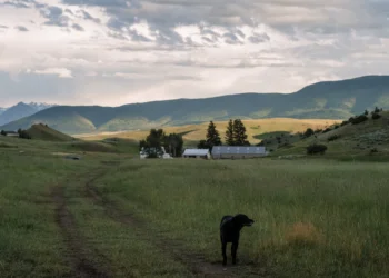 Black Dog Farm to offer ‘Farm Club’ option to Big Sky, Bozeman 