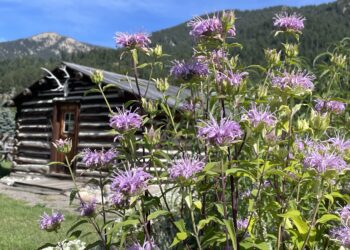 Thriving Landscapes: Alpenscapes in Action