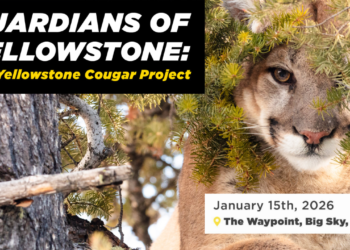 Yellowstone Forever hosts screenings of new cougar conservation documentary
