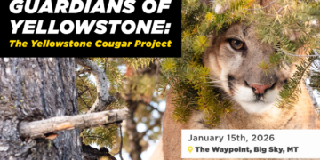 Yellowstone Forever hosts screenings of new cougar conservation documentary