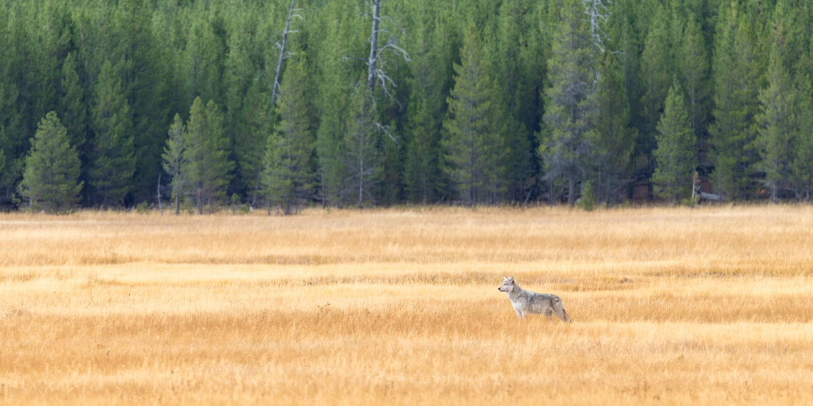 Dispatches from the Wild: Rethinking Yellowstone’s wolves 
