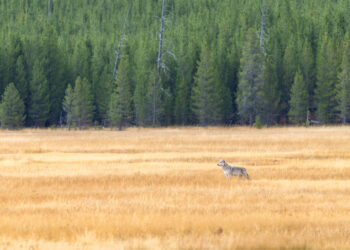 Dispatches from the Wild: Rethinking Yellowstone’s wolves 