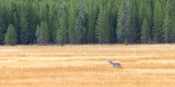 Dispatches from the Wild: Rethinking Yellowstone’s wolves 