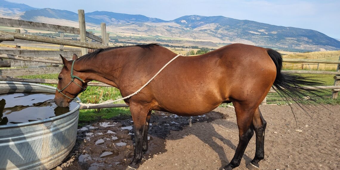 Retired Yellowstone Ranger equines available for adoption