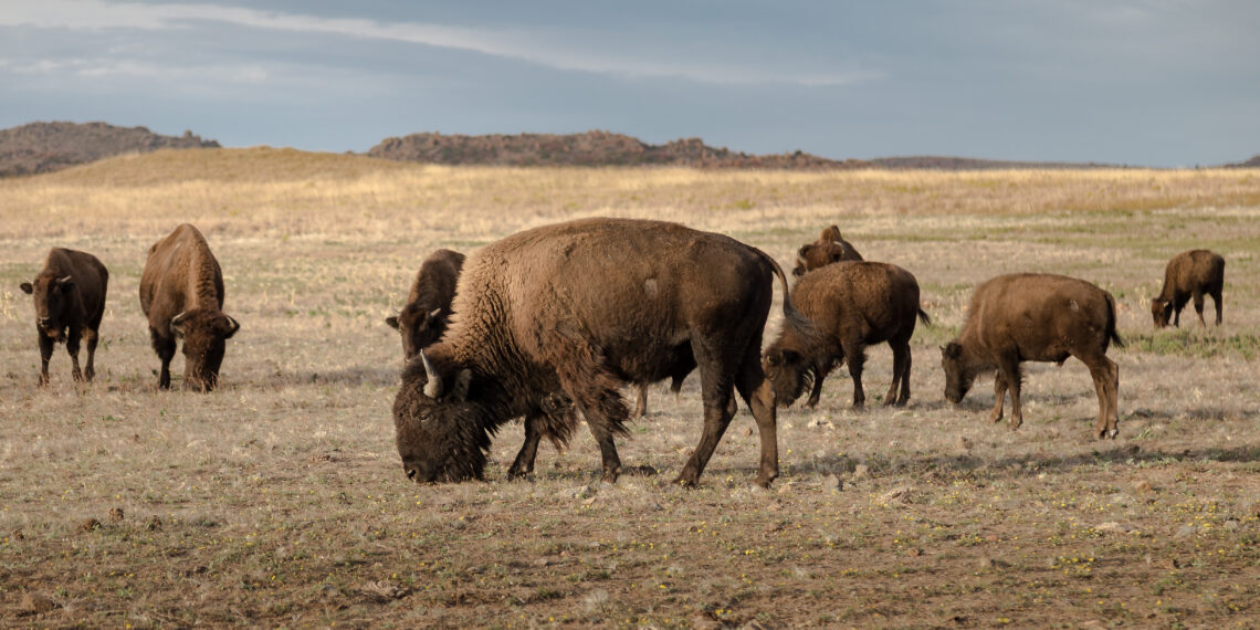 Dispatches from the Wild: Bureaucrats vs. buffalo  