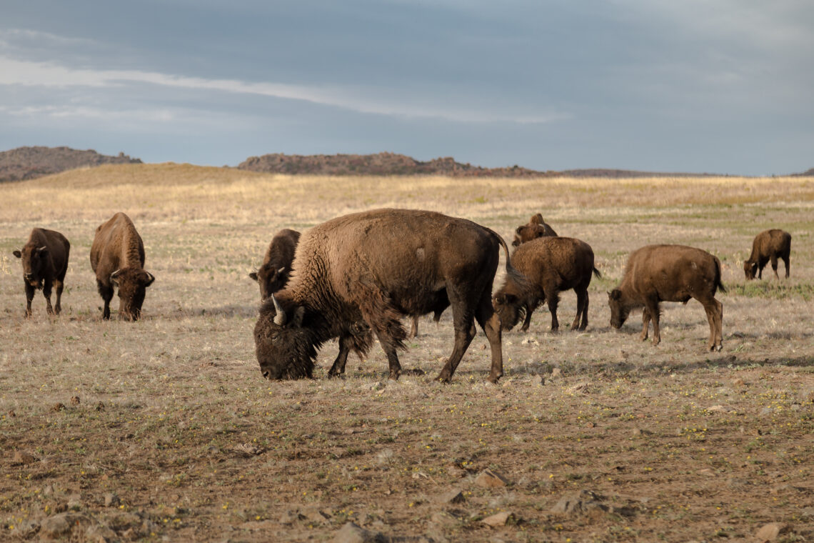 Dispatches from the Wild: Bureaucrats vs. buffalo
