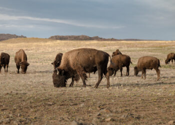 Dispatches from the Wild: Bureaucrats vs. buffalo  