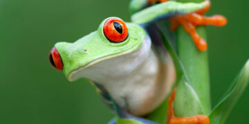 Frog exhibit opens at Museum of the Rockies this weekend 