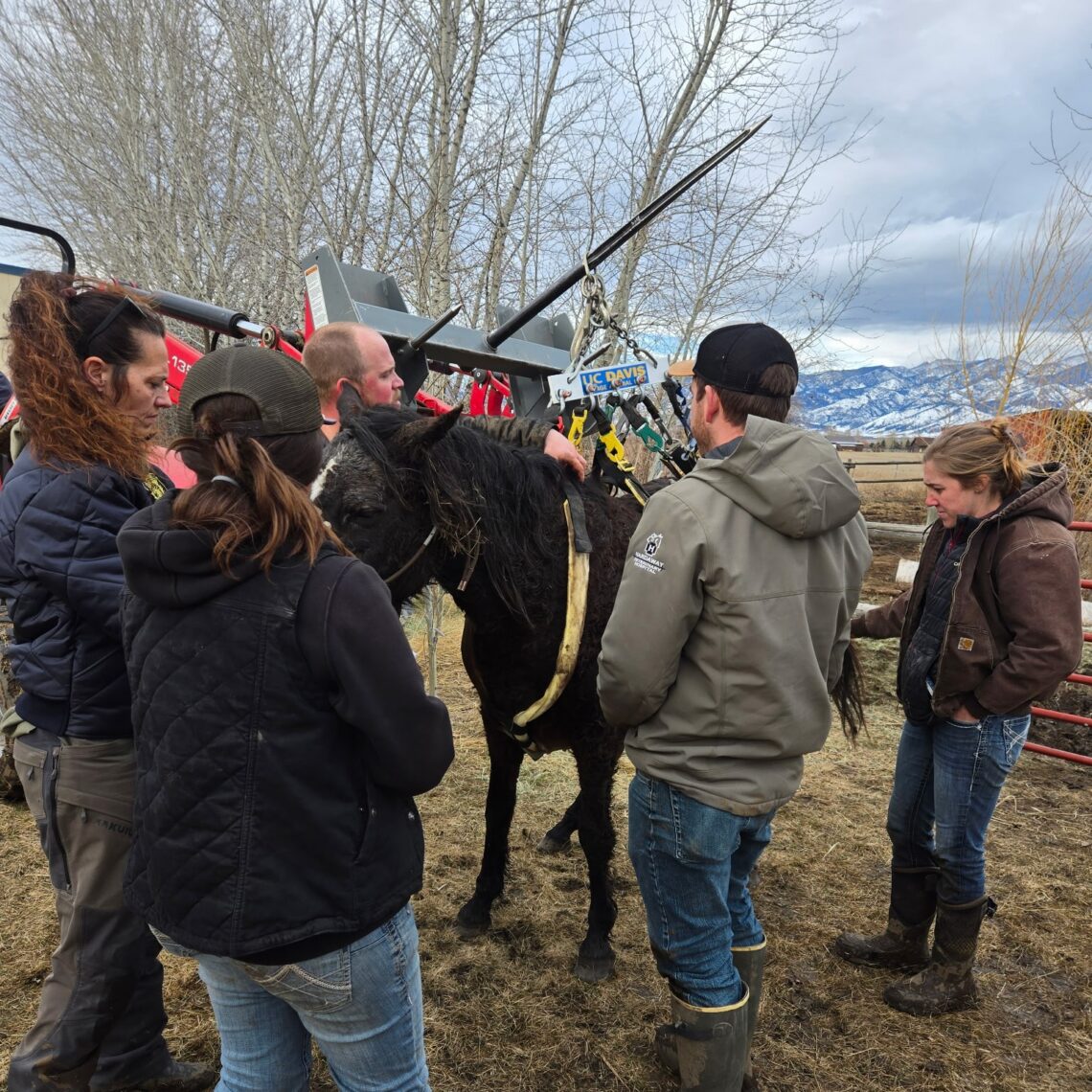 Central Valley Fire District rescues horse stuck in creek