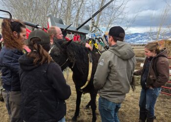 Central Valley Fire District rescues horse stuck in creek
