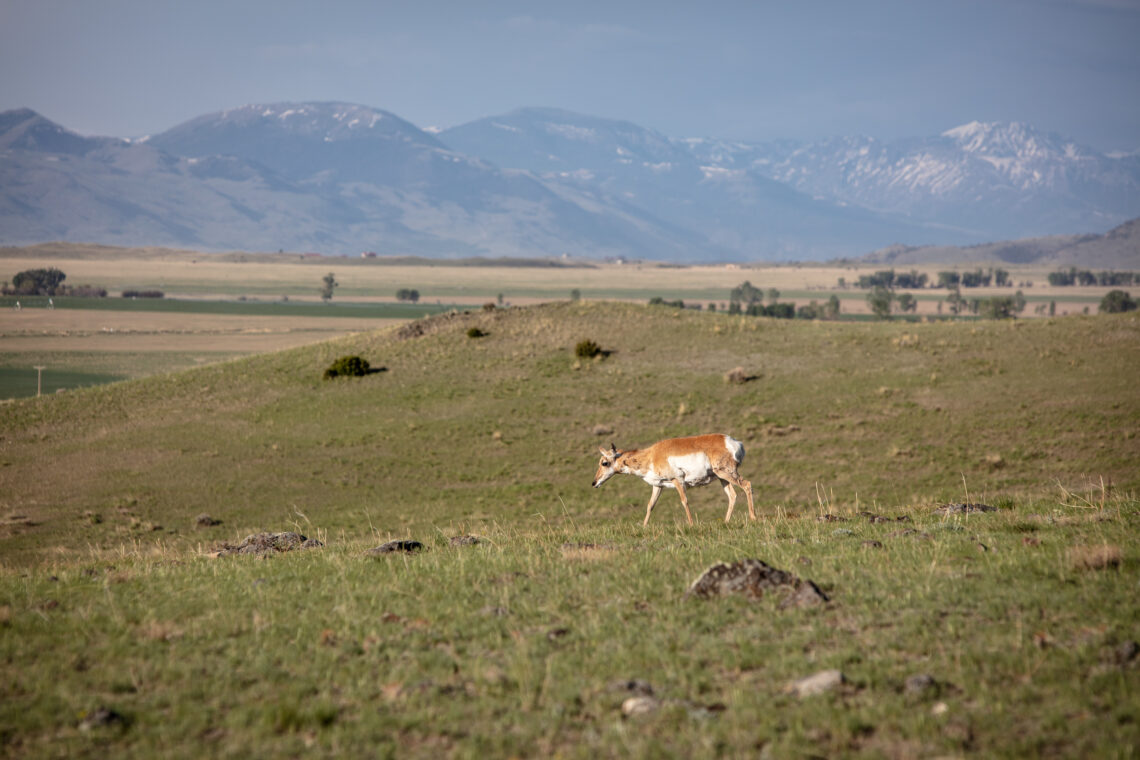 Gallatin Valley Land Trust reaches 75,000 acres conserved in Southwest Montana