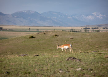 Gallatin Valley Land Trust reaches 75,000 acres conserved in Southwest Montana