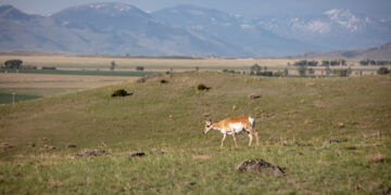 Gallatin Valley Land Trust reaches 75,000 acres conserved in Southwest Montana