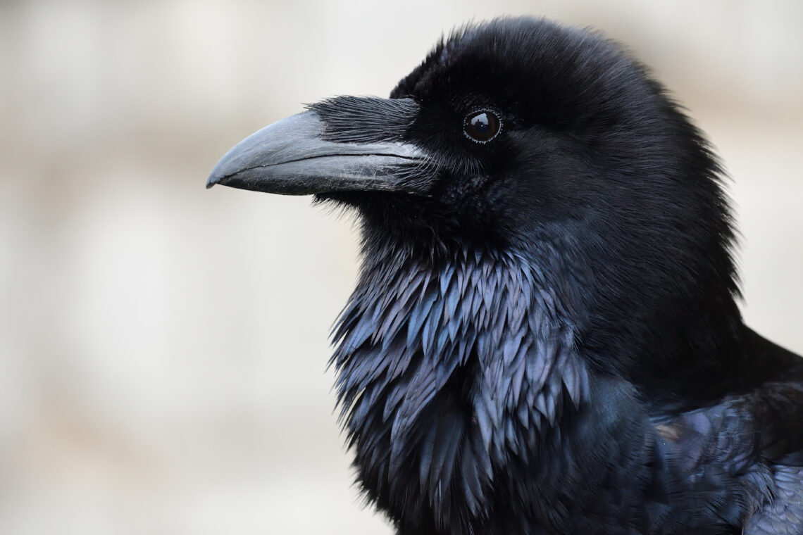 Close-up of a black raven's head with a sharp gray beak and dark eye, facing left against a soft blurred background