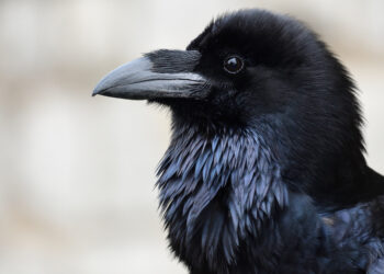 Close-up of a black raven's head with a sharp gray beak and dark eye, facing left against a soft blurred background