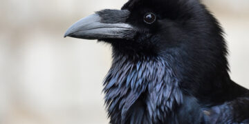 Close-up of a black raven's head with a sharp gray beak and dark eye, facing left against a soft blurred background