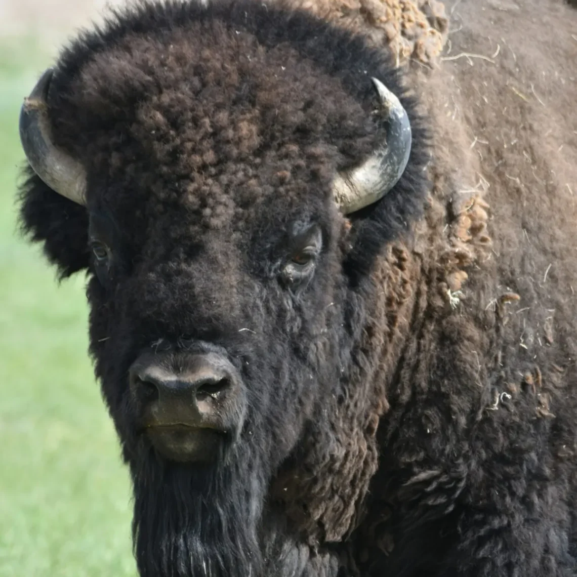 Bison need better treatment from Montana