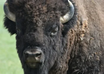 Bison need better treatment from Montana