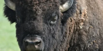 Bison need better treatment from Montana
