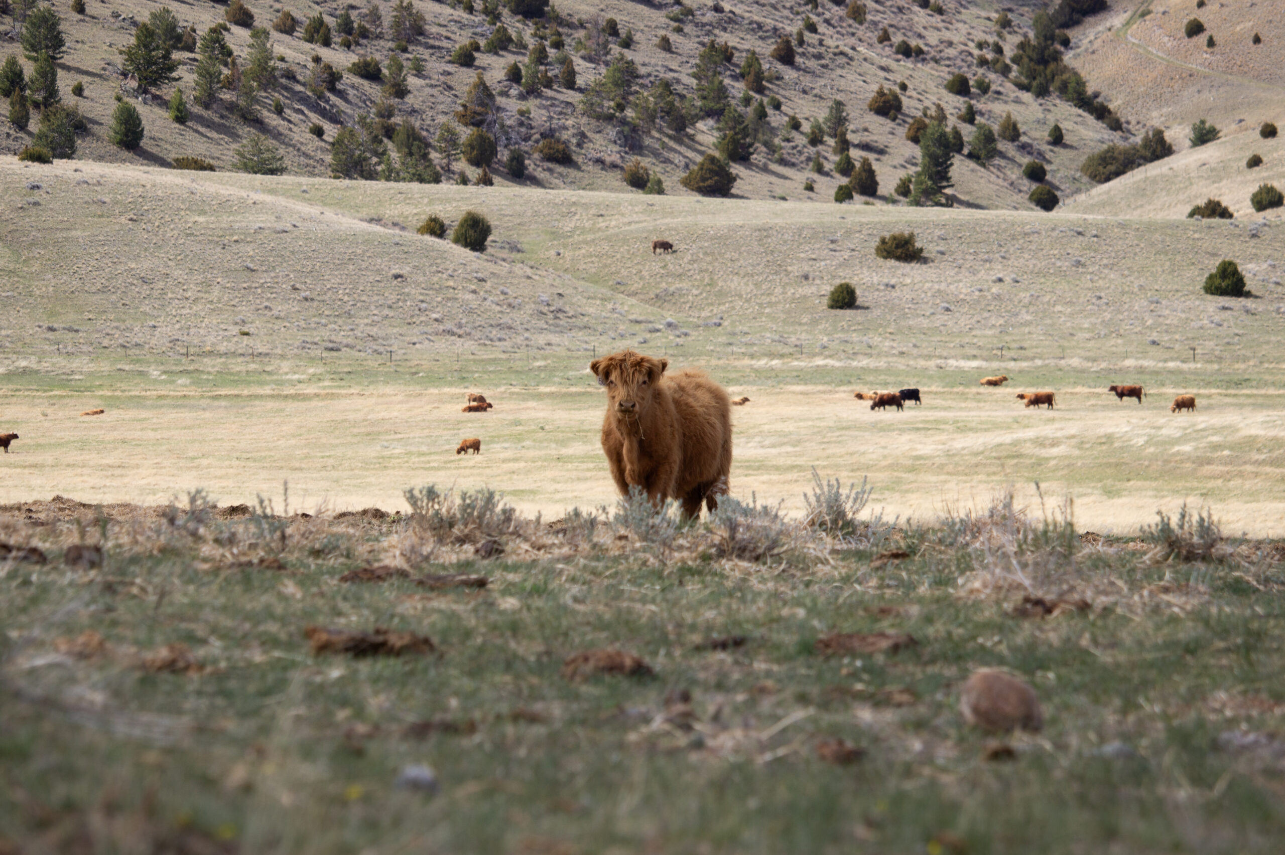 A large shaggy brown cow standing in a grassy field with rolling hills and other cows in the distance.