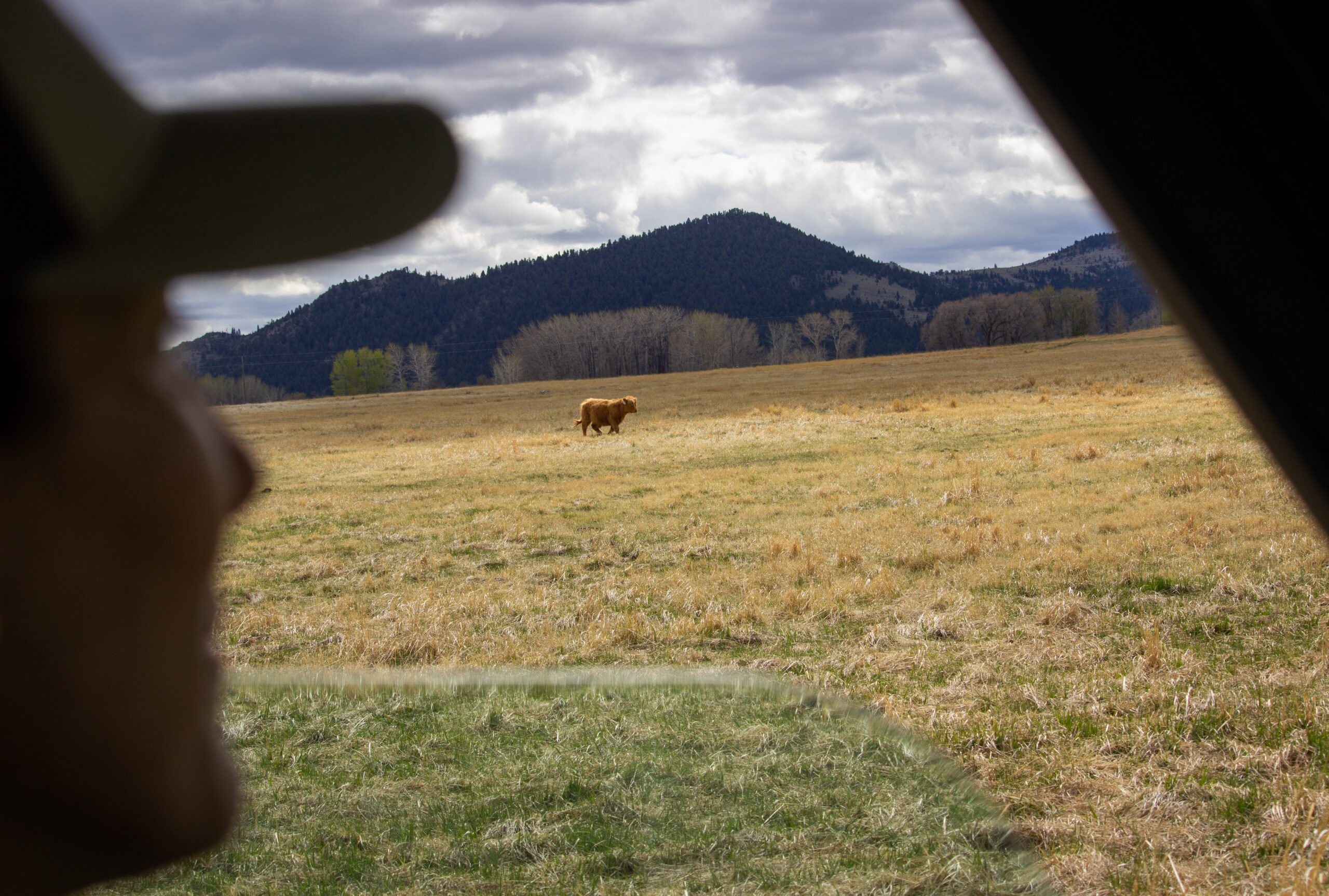 Brown cow standing in a dry grassy field with mountains in the background, viewed from inside a tent.