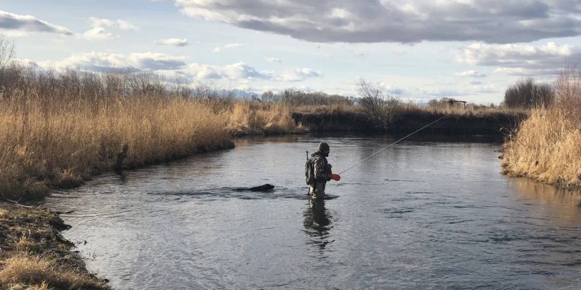 Fisherman in waders standing in a shallow river, casting a line amid tall marsh reeds and cloudy sky.