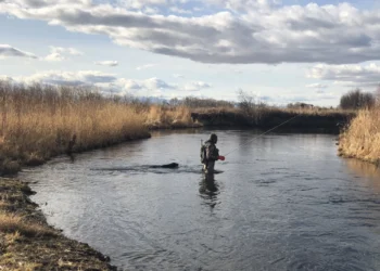 Fisherman in waders standing in a shallow river, casting a line amid tall marsh reeds and cloudy sky.