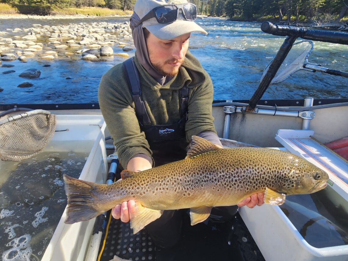 Every Drop Counts: Gallatin fish count tells a story about the health of the river