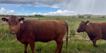 Two brown cows with numbered ear tags stand in a grassy field beside a gravel road under a cloudy sky at the countryside edge.